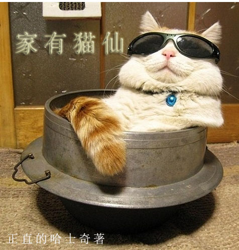 家有猫仙客来能养吗
